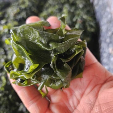 大连裙带菜厂家直供物美价廉