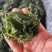 大连裙带菜厂家直供物美价廉