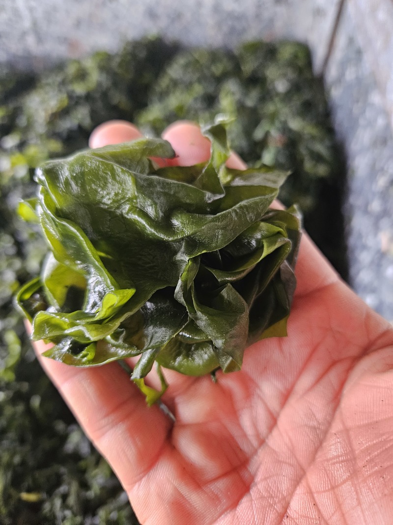 大连裙带菜厂家直供物美价廉