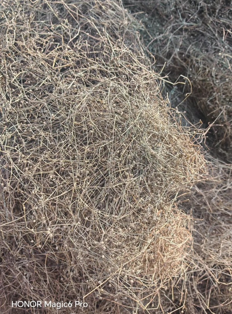 优质蛇舌草（个子）通过人工拣选家庭种植蛇舌草。欢迎来电