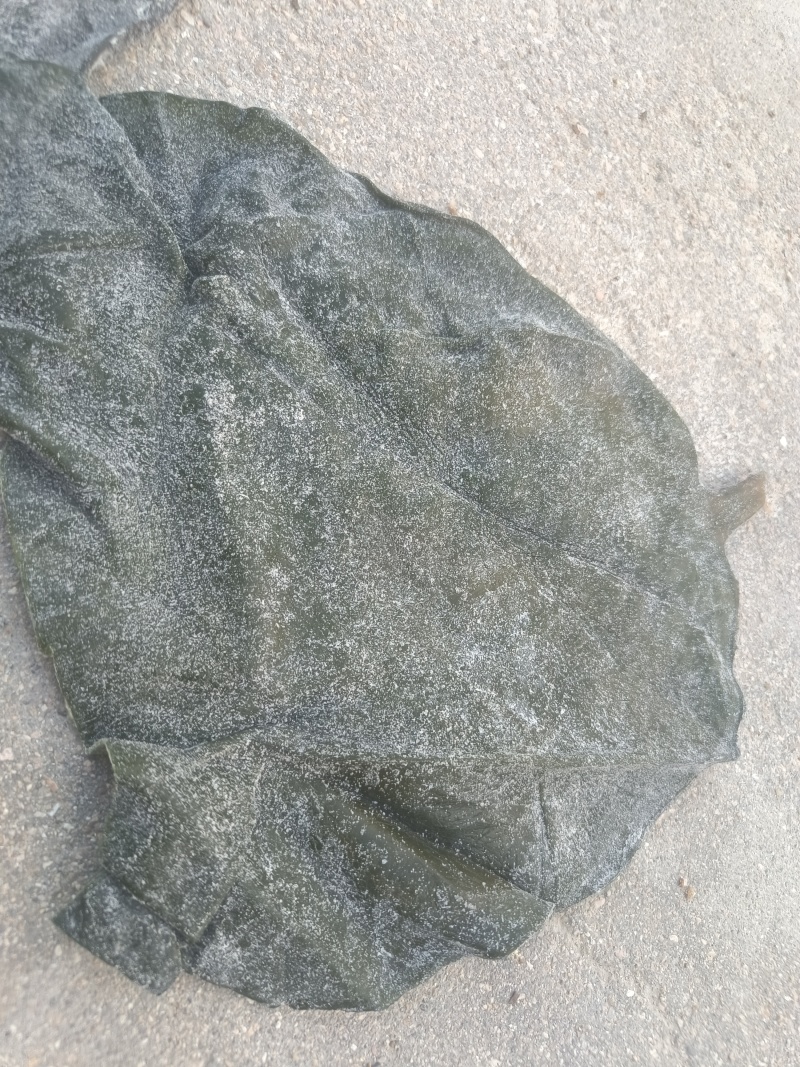 山东半干海带头全国发货，赶大集，地摊货，专用一次合作终身