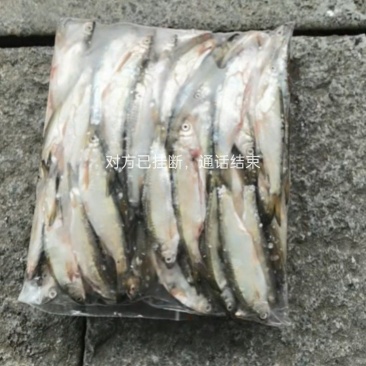 新鲜破肚小白条