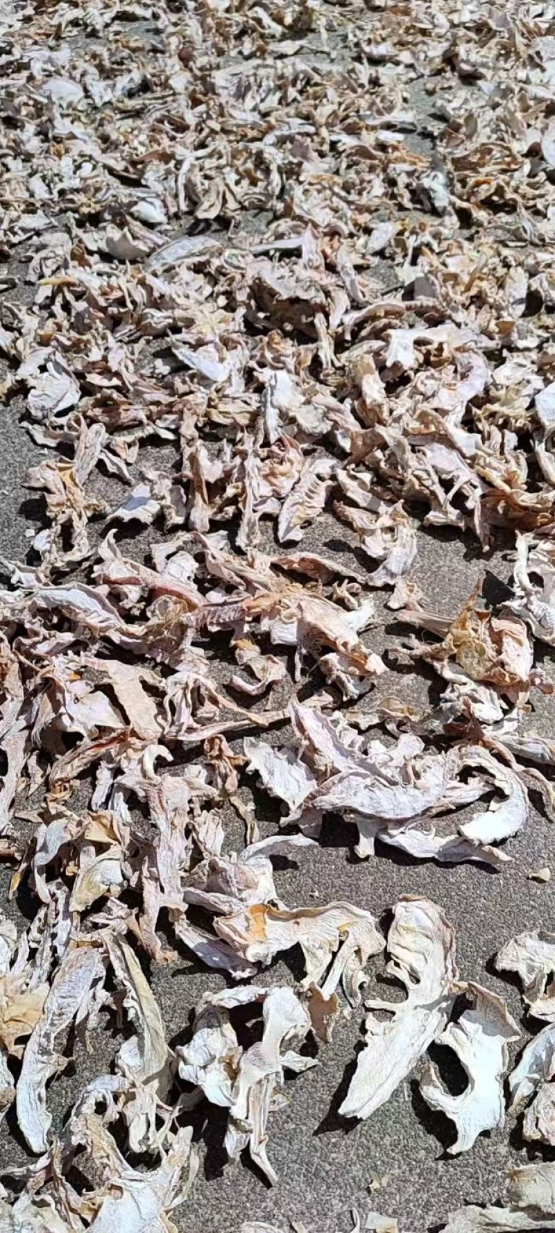 安徽高山毛笋干手工精选脆嫩笋片一手货源大量供应