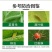 阿维菌素杀虫剂红蜘蛛蚜虫菜青虫卷叶螟小菜蛾吊丝虫棉铃虫等