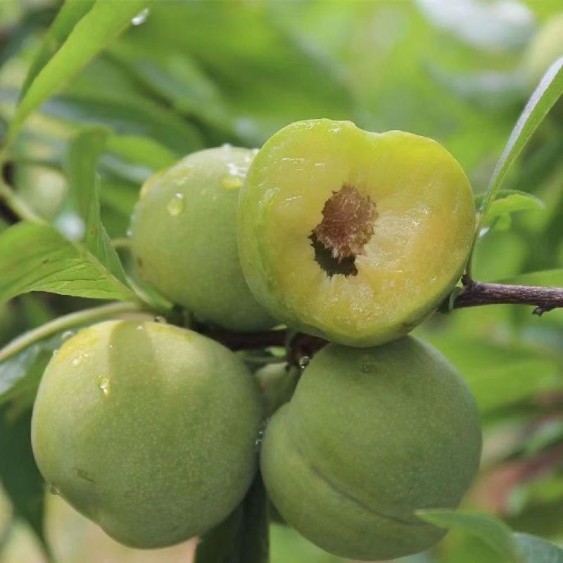 【新鲜采摘】三月李子青脆李当季新鲜三华李孕妇酸脆水果代发包邮