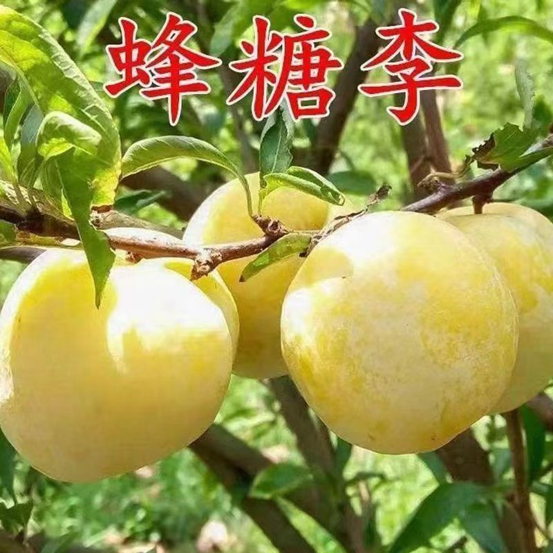 【新鲜采摘】三月李子青脆李当季新鲜三华李孕妇酸脆水果代发包邮