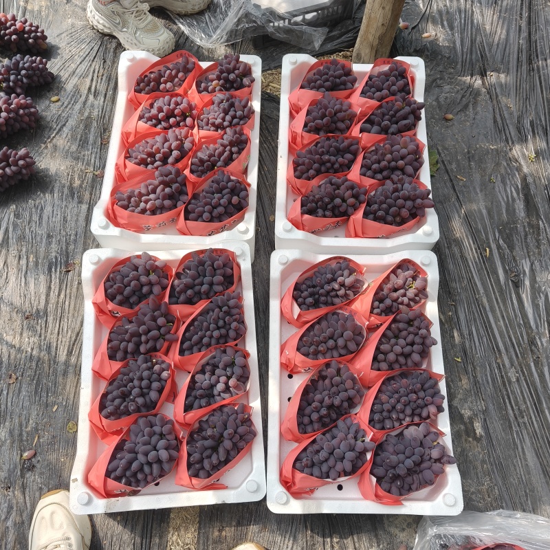 茉莉香葡萄，基地现货，保质保量，量大优惠欢迎采购