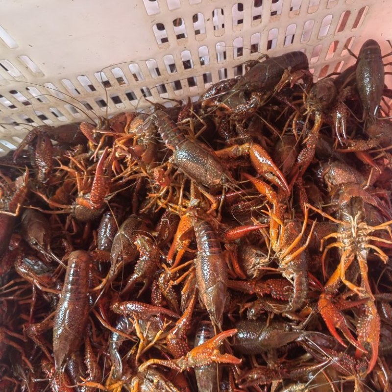 龙虾：大青，中青，小青，小小青