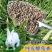 【兔粪】四川德阳精品发酵兔粪天然有机无异味不烧苗