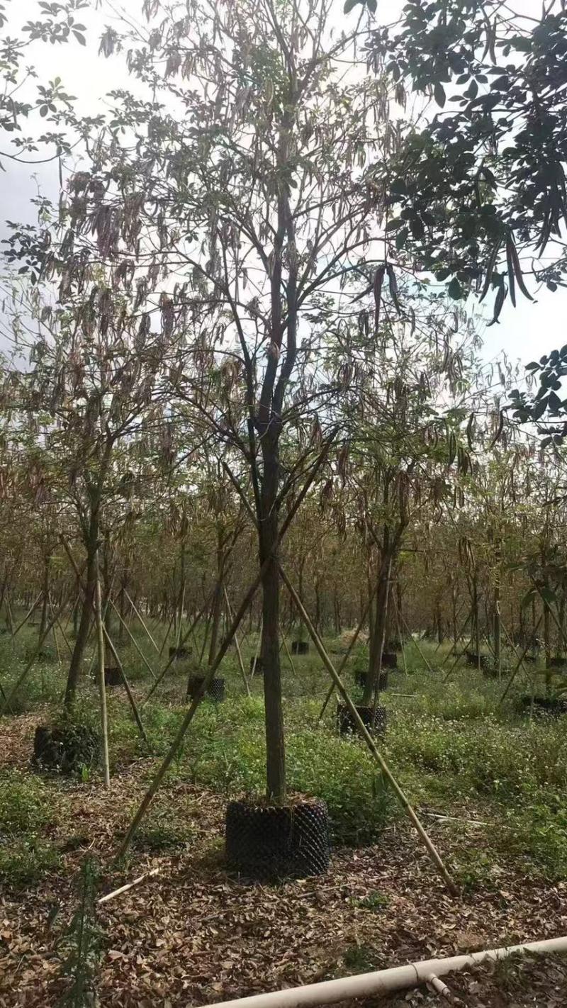 黄花风铃木5-8-11-14-18公分市政苗，全冠树