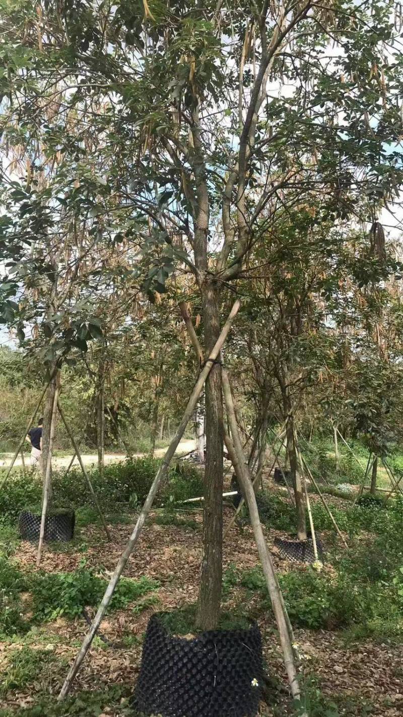 黄花风铃木5-8-11-14-18公分市政苗，全冠树