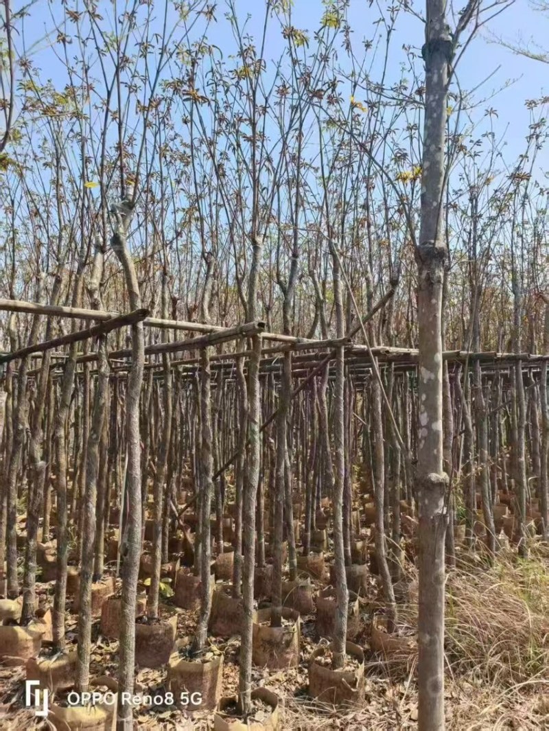 黄花风铃木5-8-11-14-18公分市政苗，全冠树