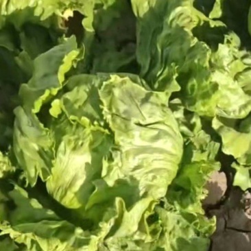 生菜大量上市，品质**