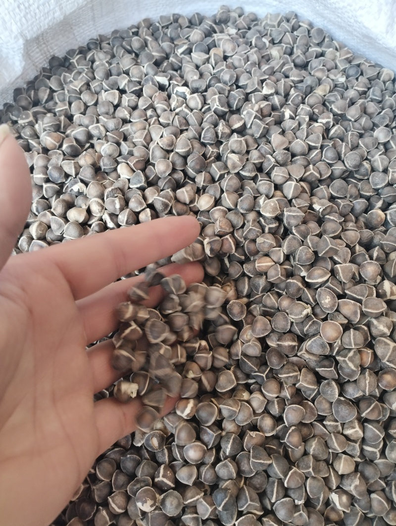辣木籽中药云南特产正宗非印度进口辣木籽食用***辣木子批