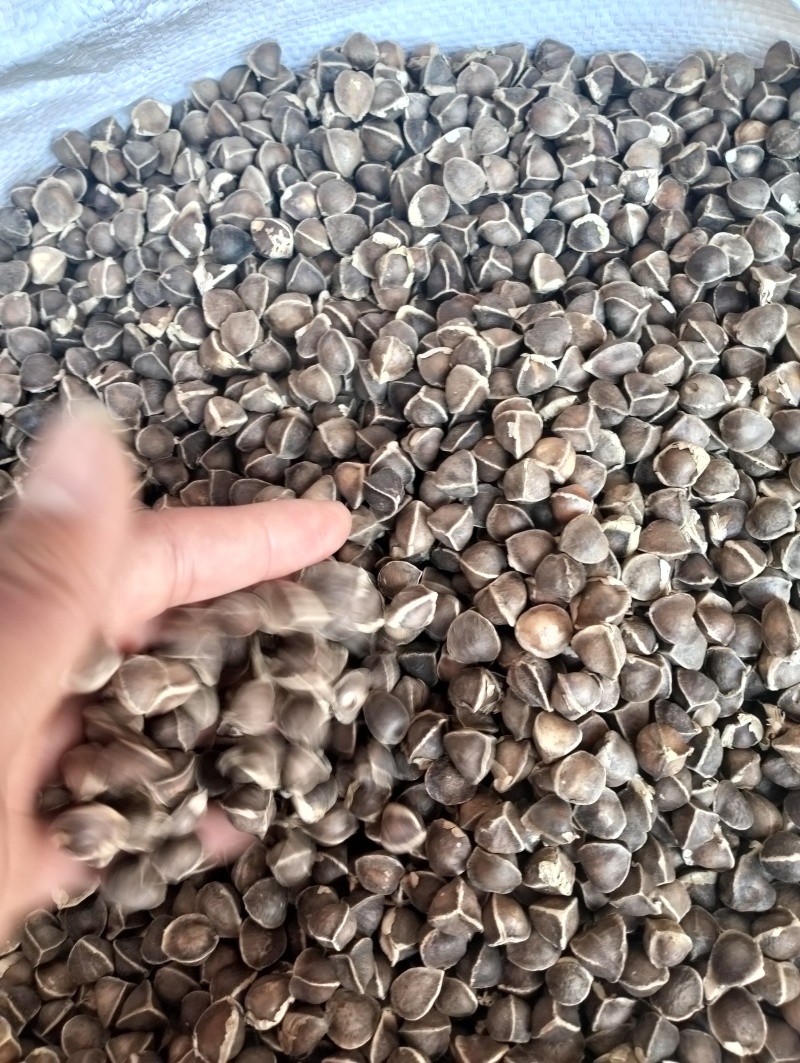 辣木籽中药云南特产正宗非印度进口辣木籽食用***辣木子批