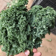 羽衣甘蓝