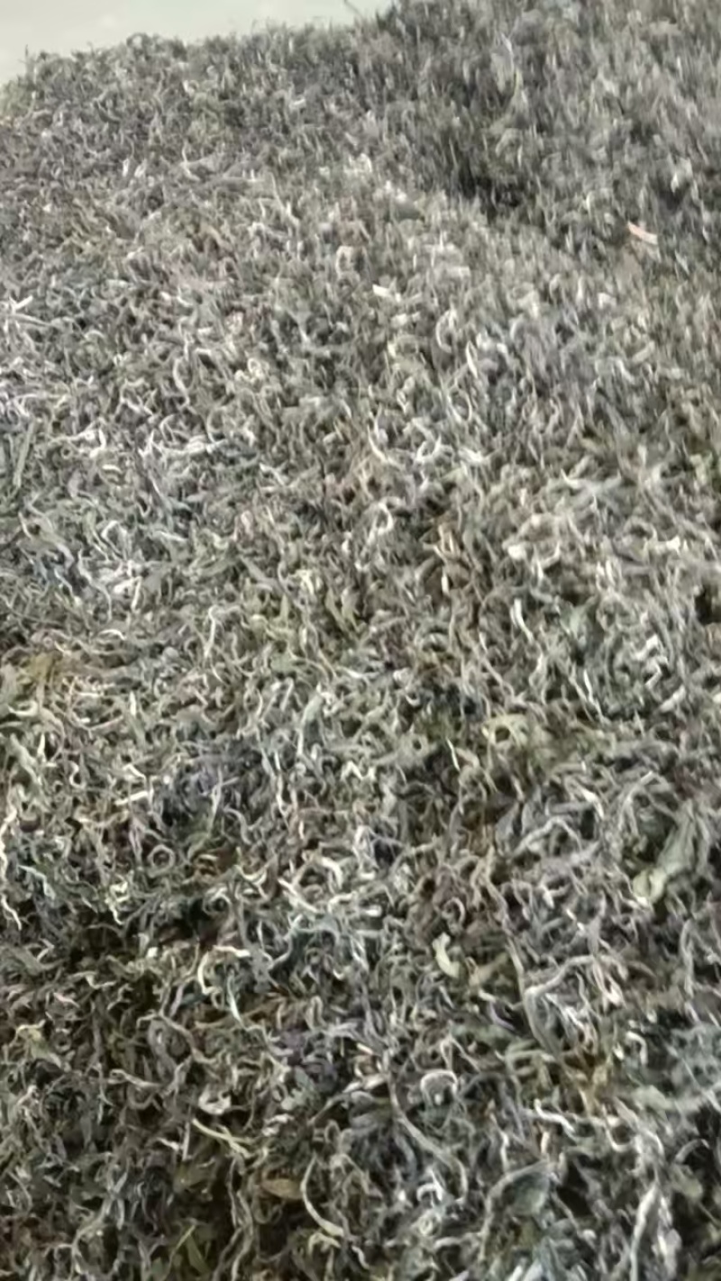 广西高山云雾茶产地采摘，晒干精选货供超市电商批发全国发