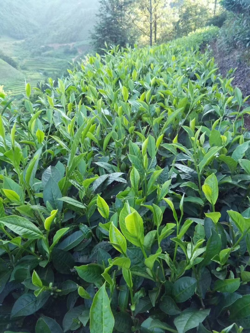 广西高山云雾茶产地采摘，晒干精选货供超市电商批发全国发
