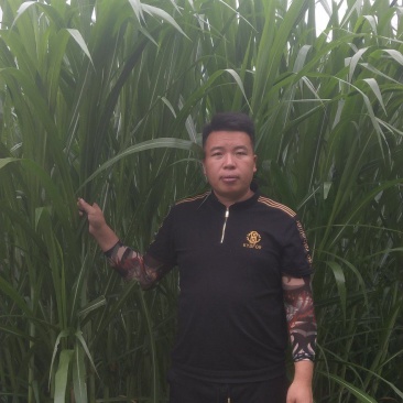甜象草