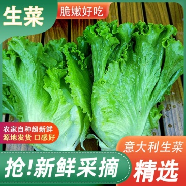 河南精品意大利生菜一手货源诚信经营对接各大商超市场
