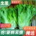 河南精品意大利生菜一手货源诚信经营对接各大商超市场