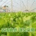 河南精品意大利生菜一手货源诚信经营对接各大商超市场