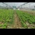 河南精品意大利生菜一手货源诚信经营对接各大商超市场
