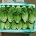 河南精品意大利生菜一手货源诚信经营对接各大商超市场