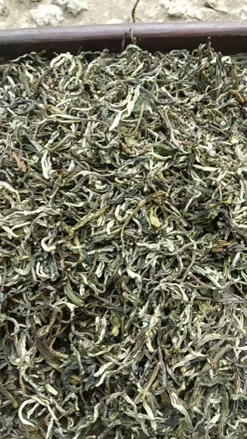 广西高山云雾茶叶产地直供大量有货，质量保证一手货源