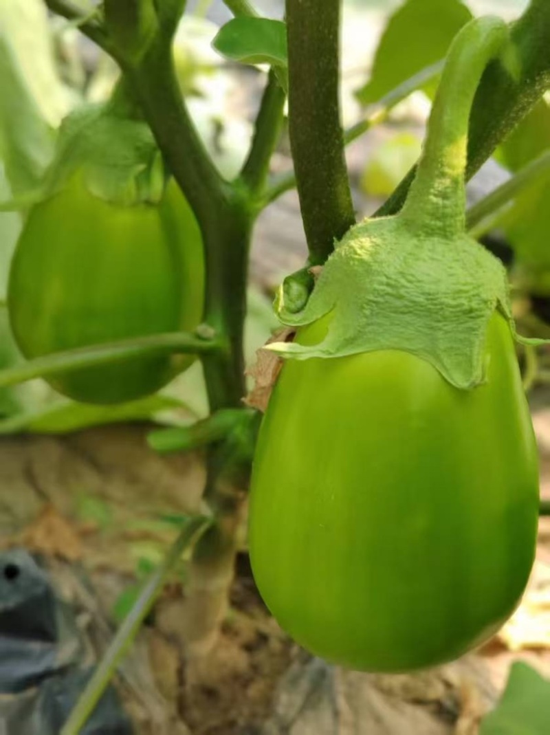 【精品青茄】河南安阳产地直发质量保证规格齐全一手货源