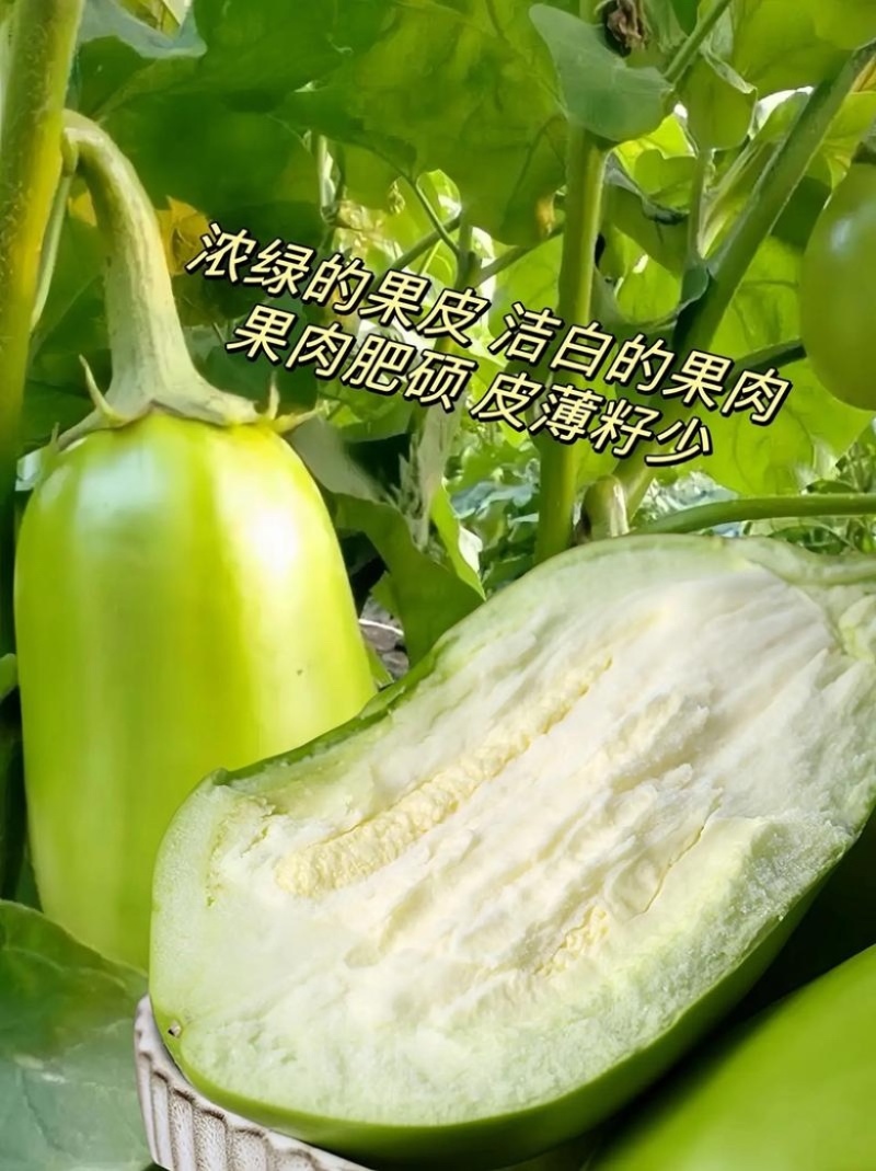 【精品青茄】河南安阳产地直发质量保证规格齐全一手货源