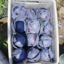 江苏南通紫甘蓝无烧心烧边无黑点大小规格都有按要求装车打包