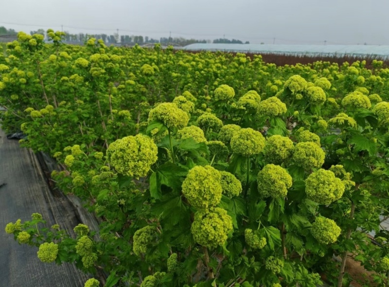 欧洲木绣球袋苗可用于庭院工程绿化全国各地可发货