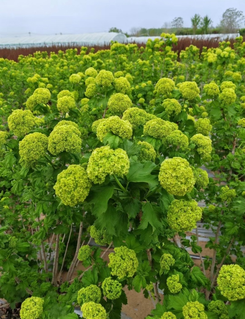 欧洲木绣球袋苗可用于庭院工程绿化全国各地可发货