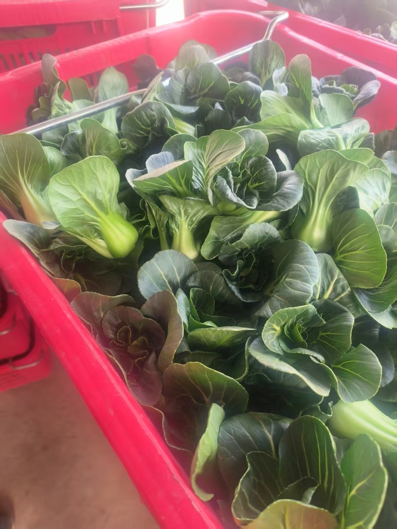 新品耐热青菜仔新鲜农家蔬菜小青菜小油菜青菜种子软糯清甜
