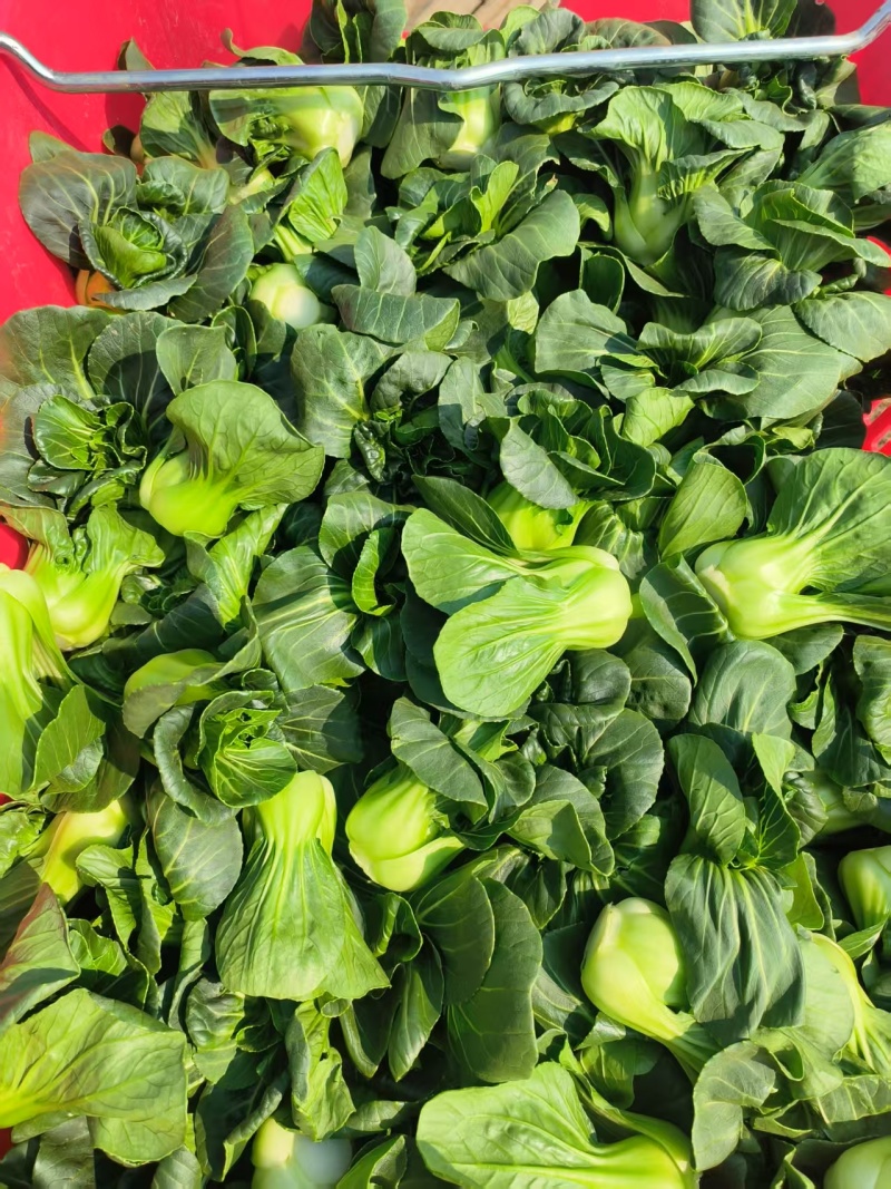 新品耐热青菜仔新鲜农家蔬菜小青菜小油菜青菜种子软糯清甜