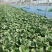 新品耐热青菜仔新鲜农家蔬菜小青菜小油菜青菜种子软糯清甜