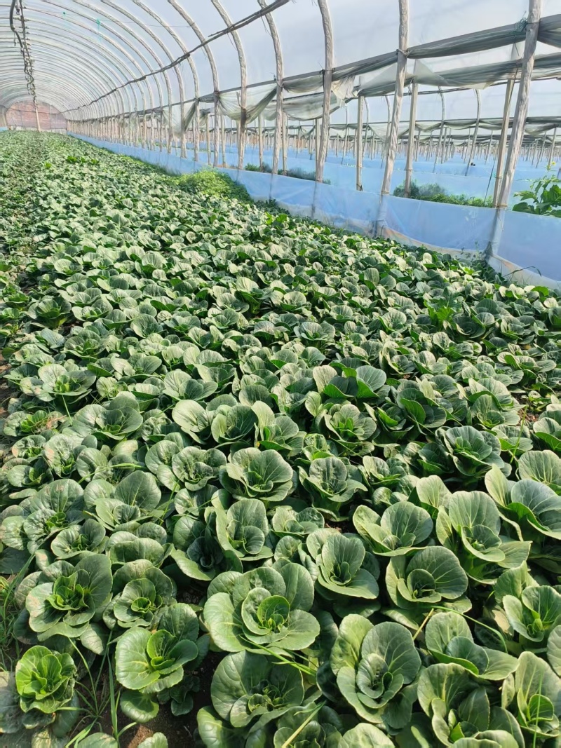 新品耐热青菜仔新鲜农家蔬菜小青菜小油菜青菜种子软糯清甜