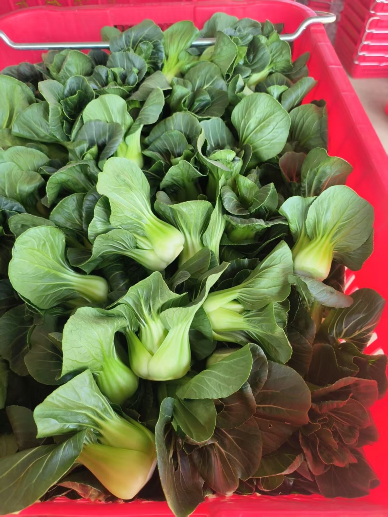 新品耐热青菜仔新鲜农家蔬菜小青菜小油菜青菜种子软糯清甜
