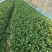新品耐热青菜仔新鲜农家蔬菜小青菜小油菜青菜种子软糯清甜