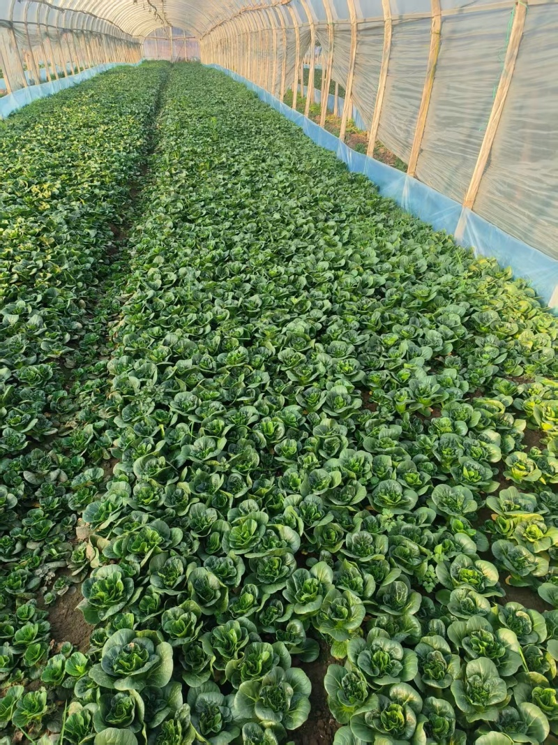 新品耐热青菜仔新鲜农家蔬菜小青菜小油菜青菜种子软糯清甜