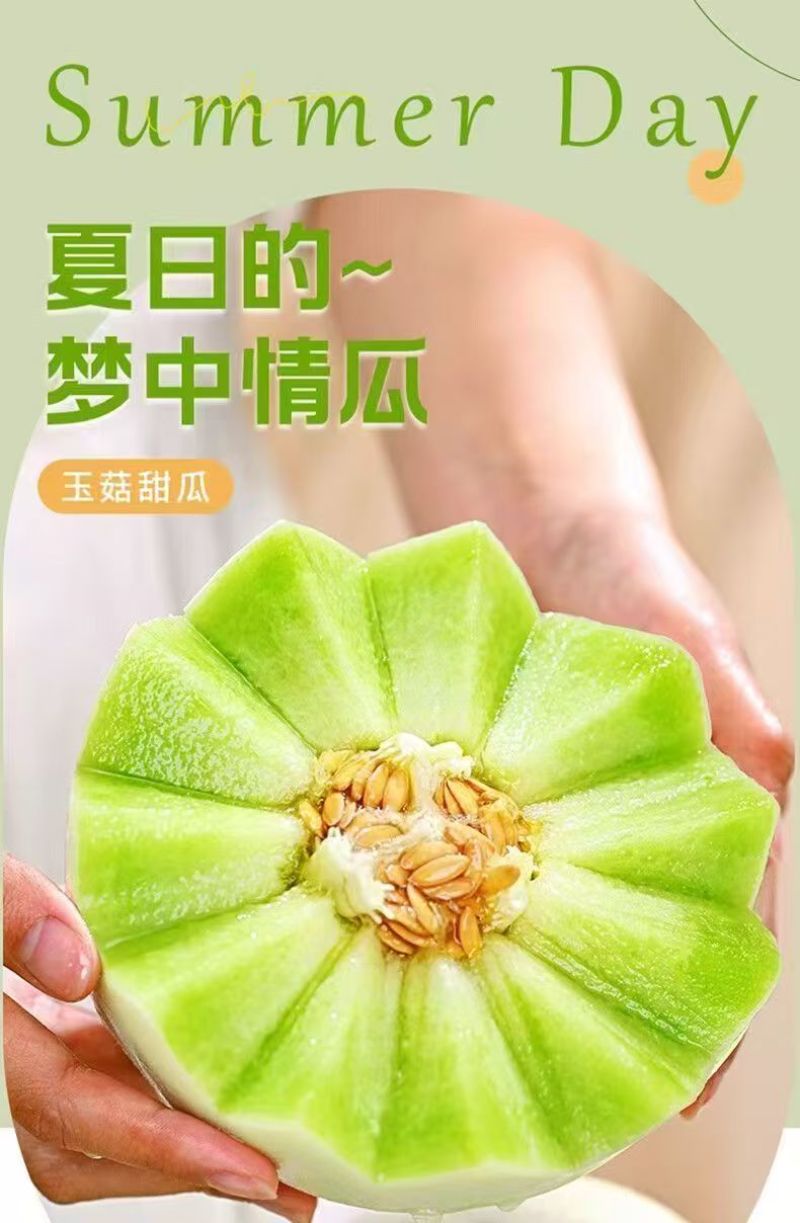 莘县玉菇甜瓜大量上市保熟保甜，品质保证价格合理全国发货