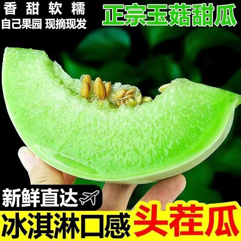 莘县玉菇甜瓜大量上市保熟保甜，品质保证价格合理全国发货