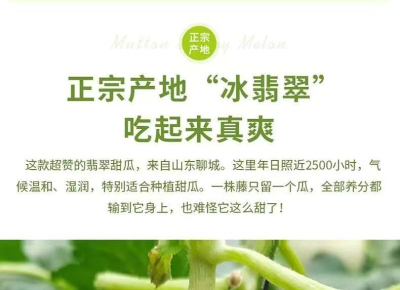 莘县玉菇甜瓜大量上市保熟保甜，品质保证价格合理全国发货