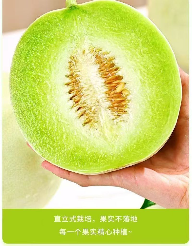 莘县玉菇甜瓜大量上市保熟保甜，品质保证价格合理全国发货
