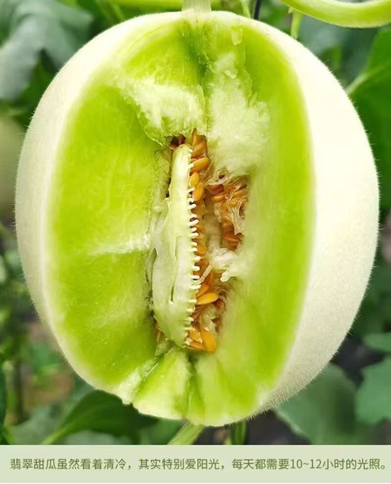 莘县玉菇甜瓜大量上市保熟保甜，品质保证价格合理全国发货