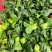 新品耐热青菜仔新鲜农家蔬菜小青菜小油菜青菜种子软糯清甜