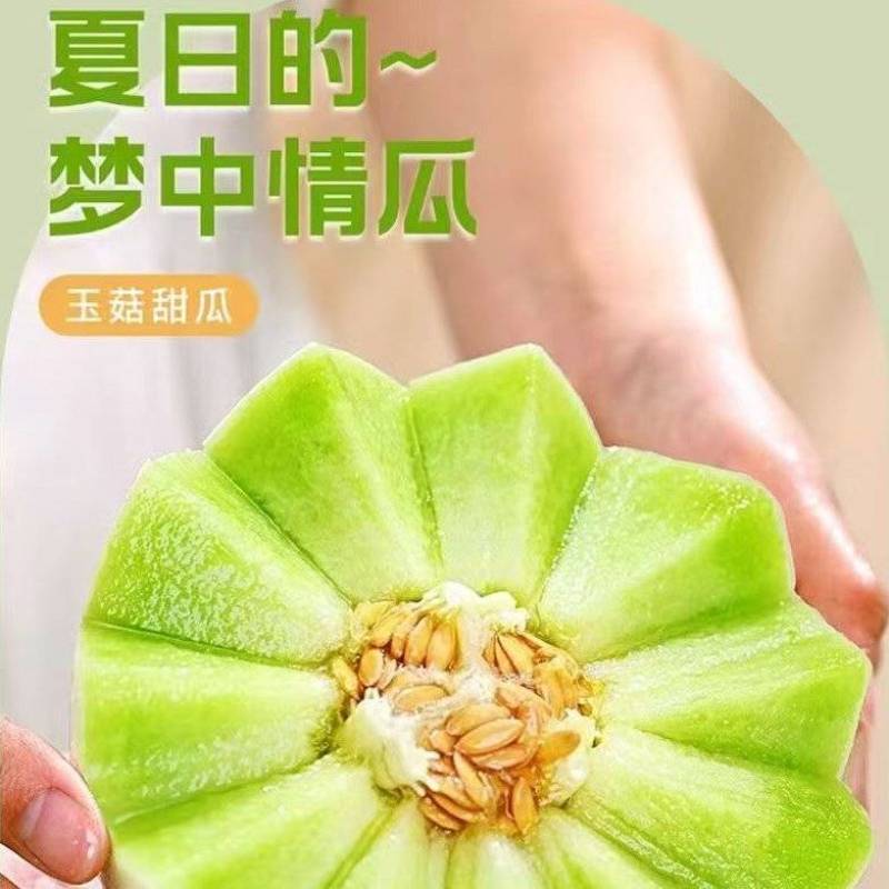 莘县玉菇甜瓜大量上市保熟保甜，品质保证价格合理全国发货