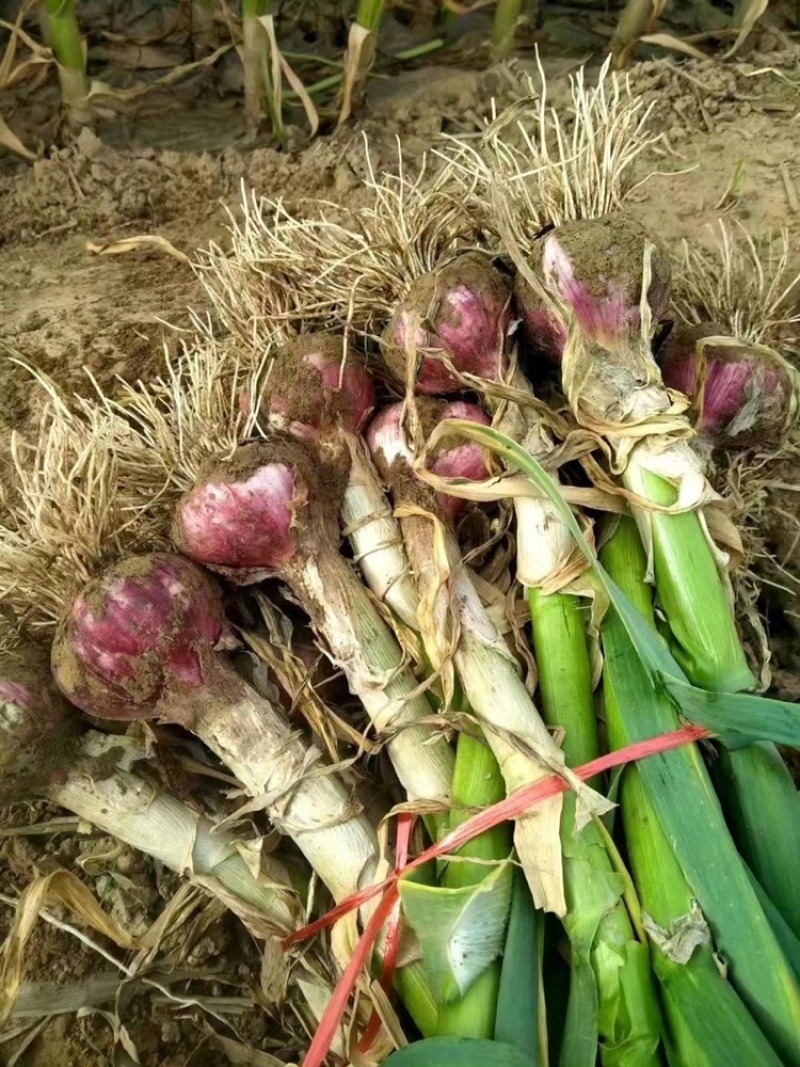 河南淮阳把蒜大蒜产地直发品质保证量大从优欢迎咨询