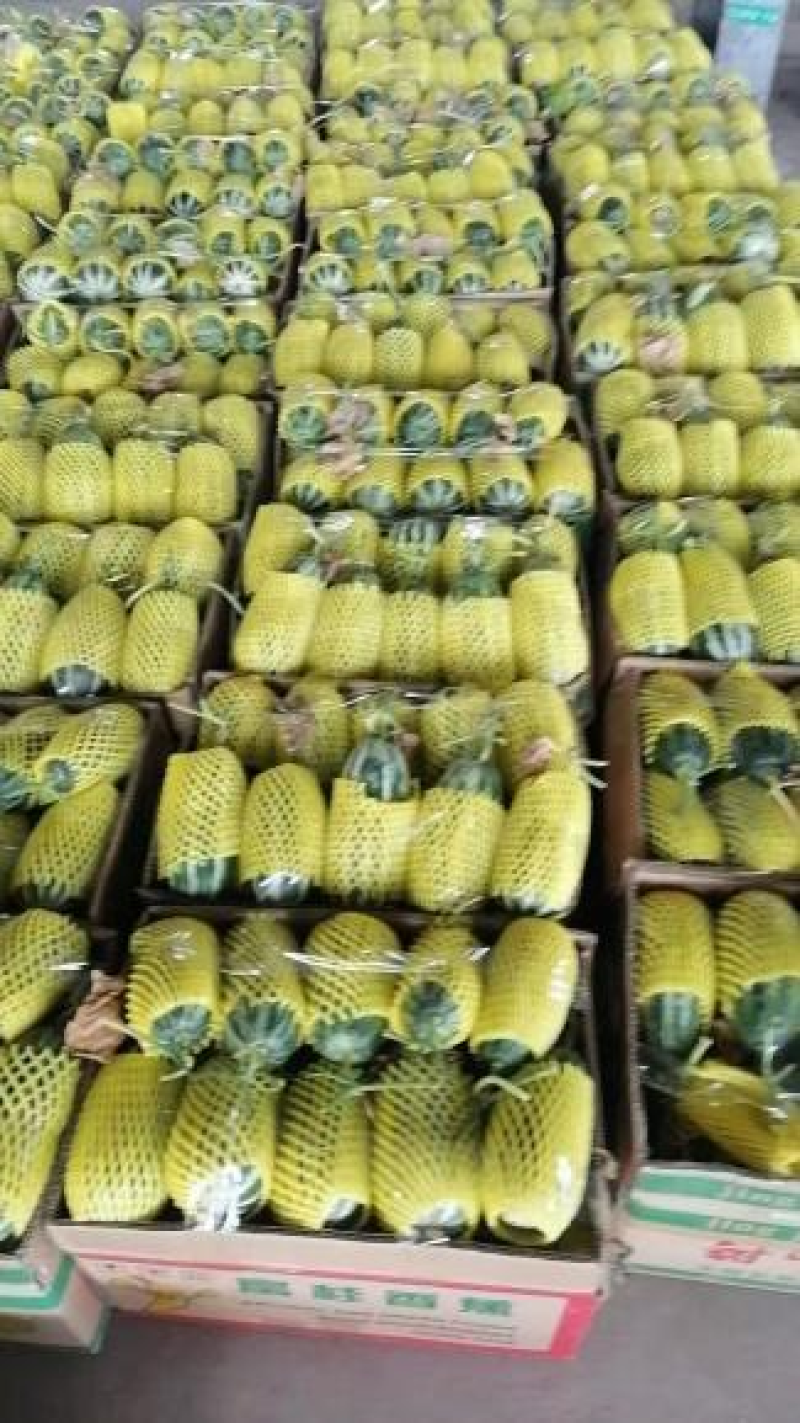 博洋9号河北甜瓜沧州甜瓜品种齐全品质好供电商市场